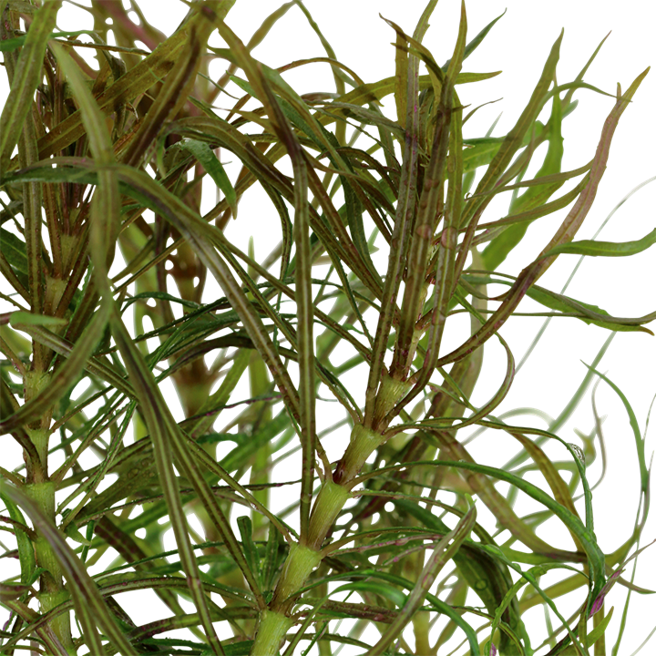 Planta naturala de acvariu, Tropica, Pogostemon stellatus