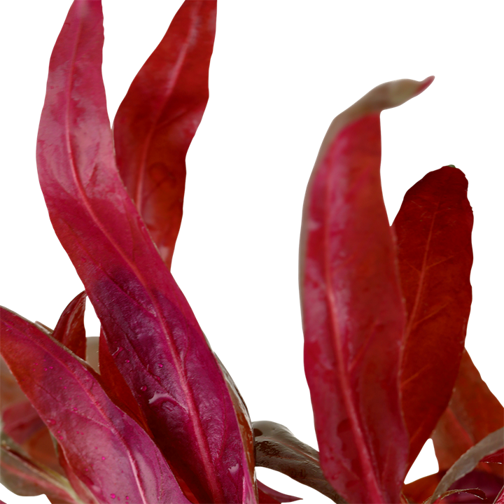 Planta naturala de acvariu, Tropica, Alternanthera reineckii Pink