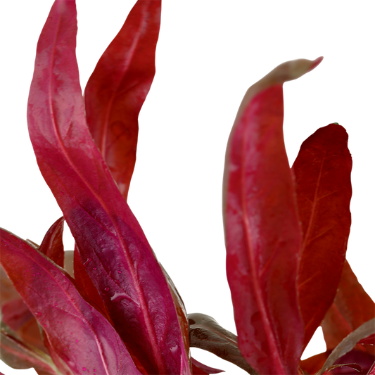 Planta naturala de acvariu, Tropica, Alternanthera reineckii Pink