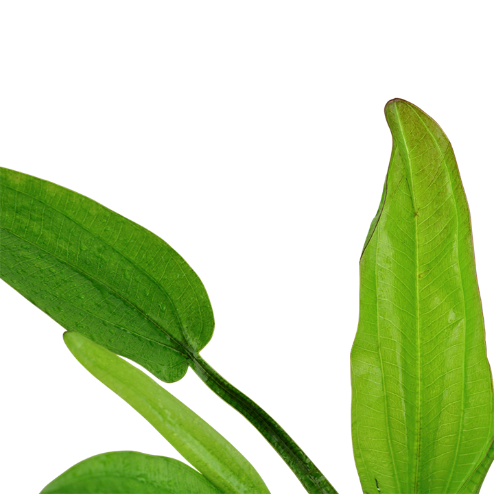 Planta naturala de acvariu, Tropica, Echinodorus cordifolius Fluitans