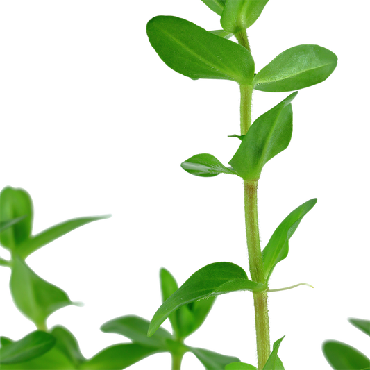 Plantă naturală de acvariu, Tropica, Bacopa Caroliniana