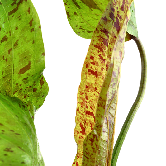 Planta naturala de acvariu, Tropica, Echinodorus Ozelot Green