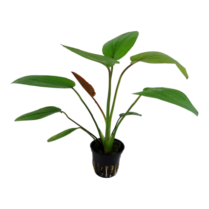 Planta naturala de acvariu, Tropica, Echinodorus Barthii