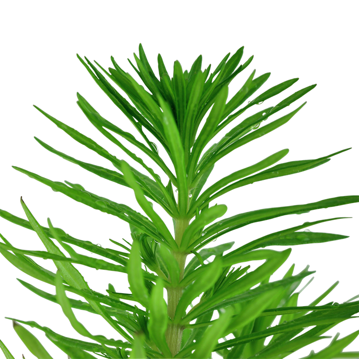 Planta naturala de acvariu, Tropica, Pogostemon deccanensis
