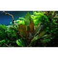 Planta naturala de acvariu, Tropica, Echinodorus Reni 1-2-grow!, 5 cm