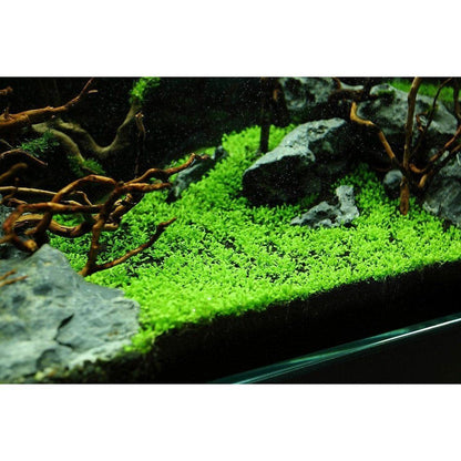 Planta naturala de acvariu, Tropica, Elatine hydropiper 1-2-Grow!, 5 cm