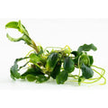 Planta naturala de acvariu, Tropica, Bucephalandra pygmaea Bukit Kelam 1-2-Grow!, 5 cm