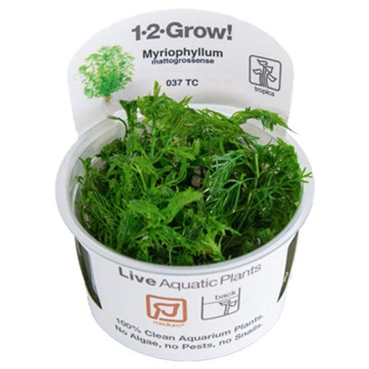 Planta naturala de acvariu, Tropica, Myriophyllum mattogrossense 1-2-Grow!, 5 cm