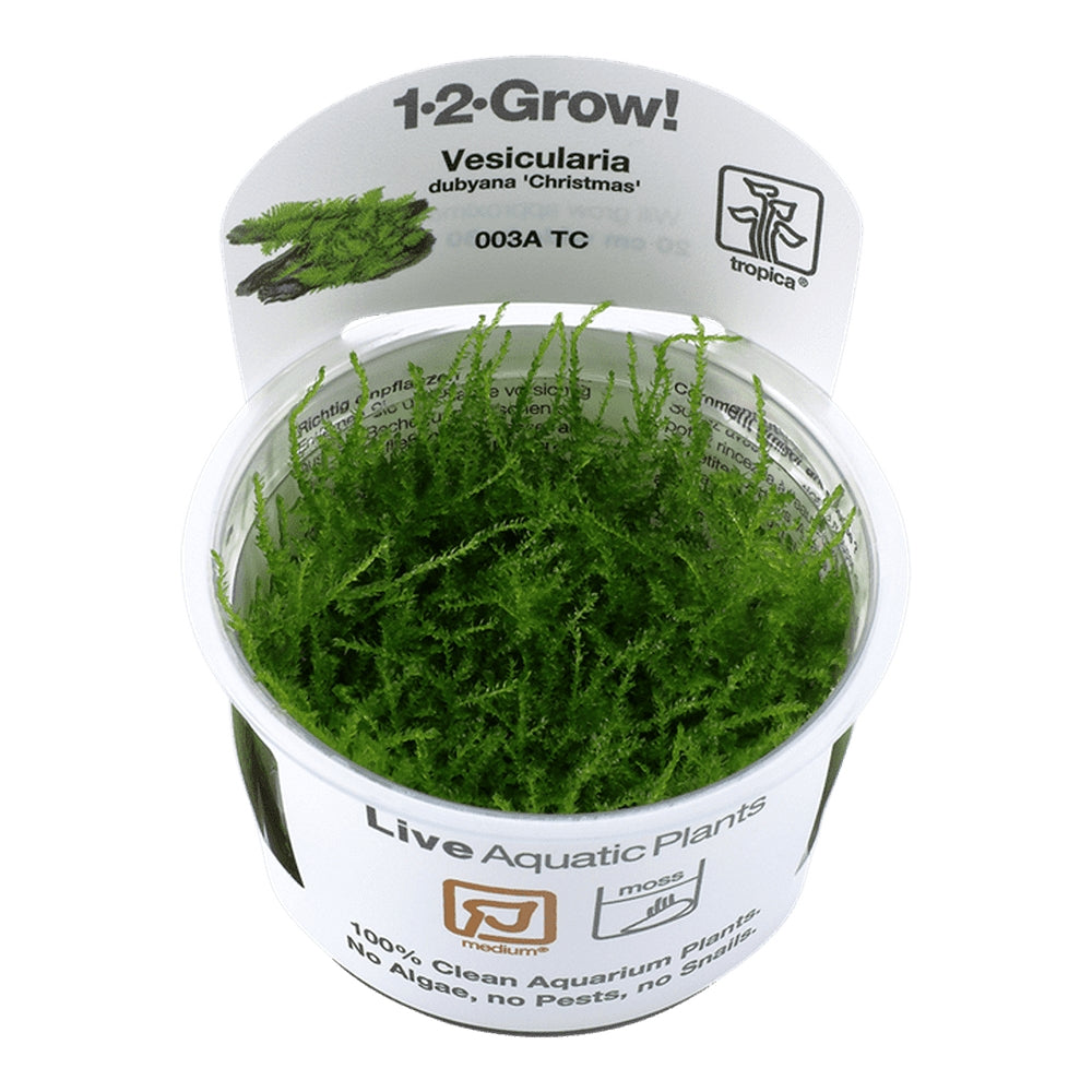 Muschi natural pentru acvariu, Tropica,Vesicularia montagnei 'Christmas' 1-2-grow!, 5 cm