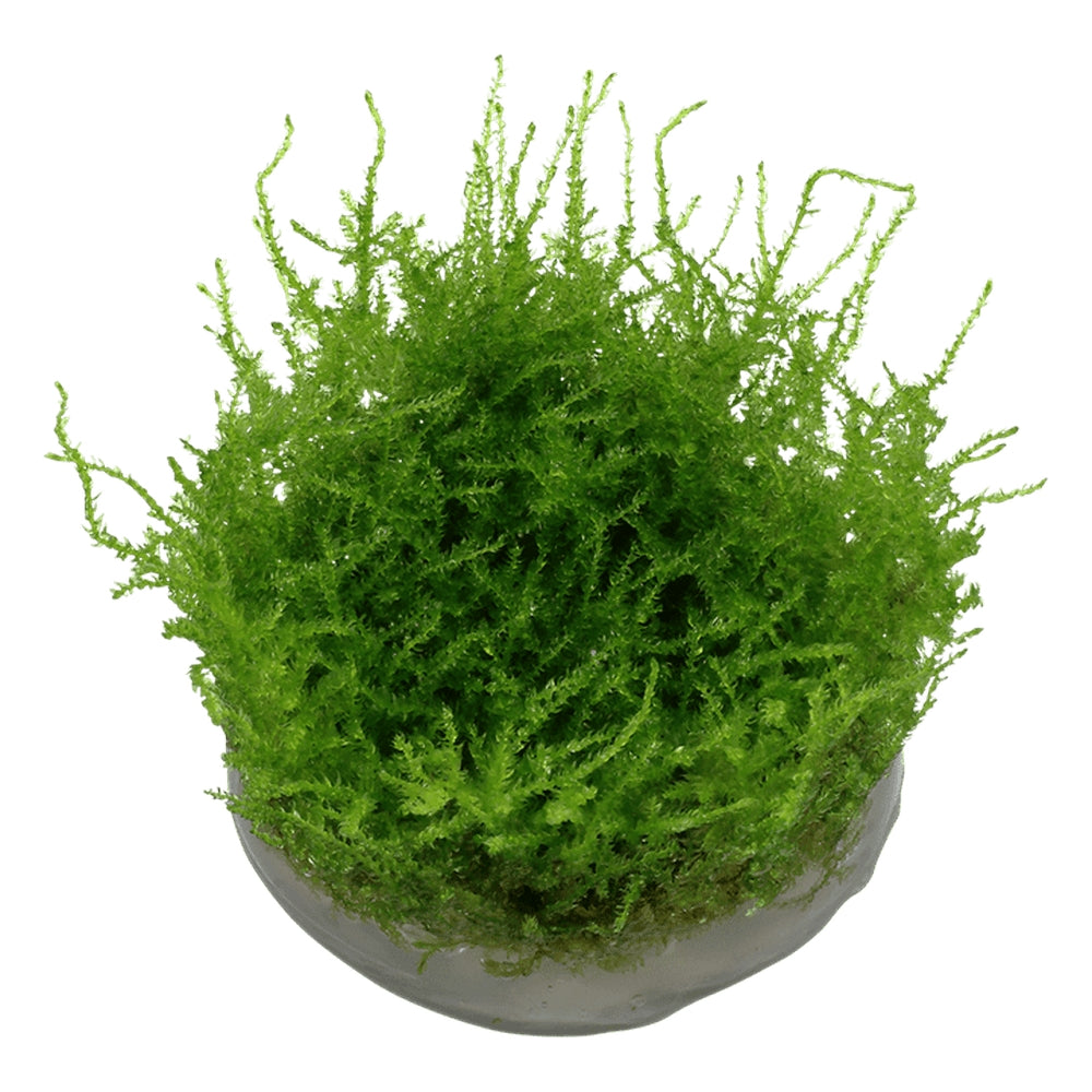 Muschi natural pentru acvariu, Tropica,Vesicularia montagnei 'Christmas' 1-2-grow!, 5 cm