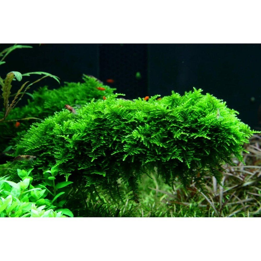 Muschi natural pentru acvariu, Tropica,Vesicularia montagnei 'Christmas' 1-2-grow!, 5 cm