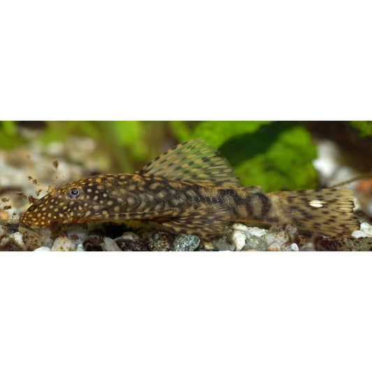 Peste sanitar, Ancistrus sp. black 3-3,5 cm