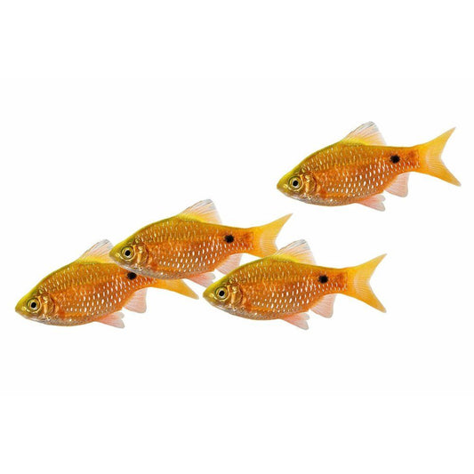 Barbus Conchonius (rosy barb) 3-4 cm