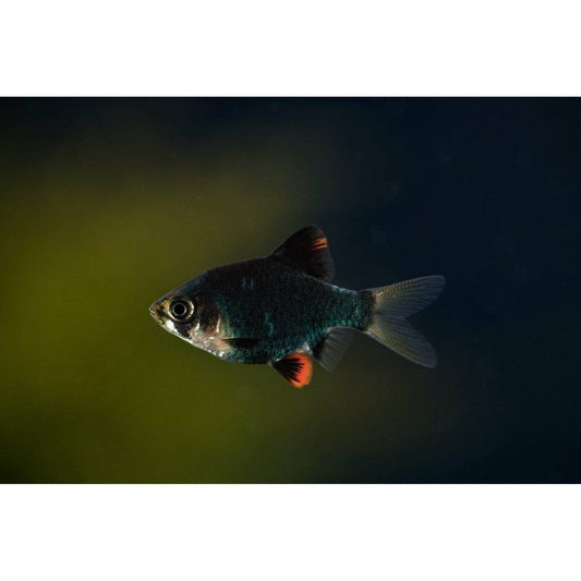 Barbus Tetrazona Green 2,5-3 cm