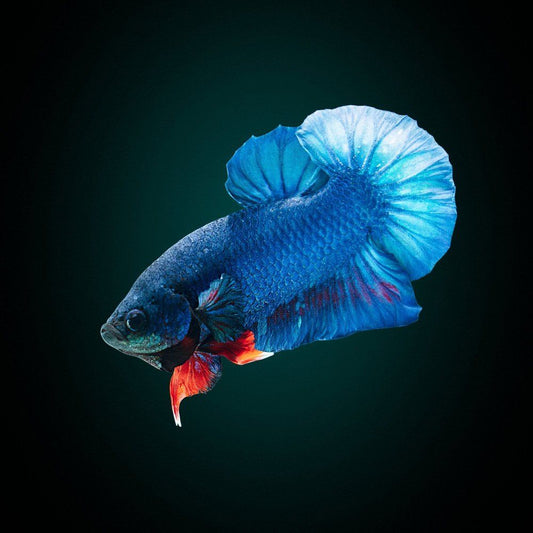Betta HMPK Blue