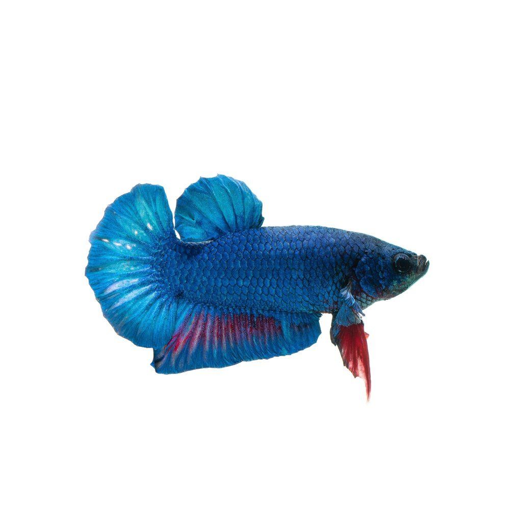 Betta HMPK Blue
