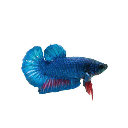 Betta HMPK Blue