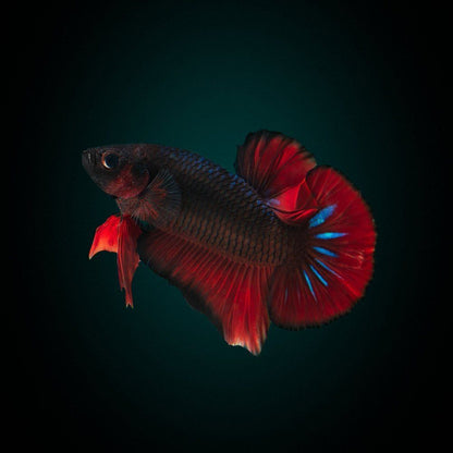 Betta HMPK Multicolor