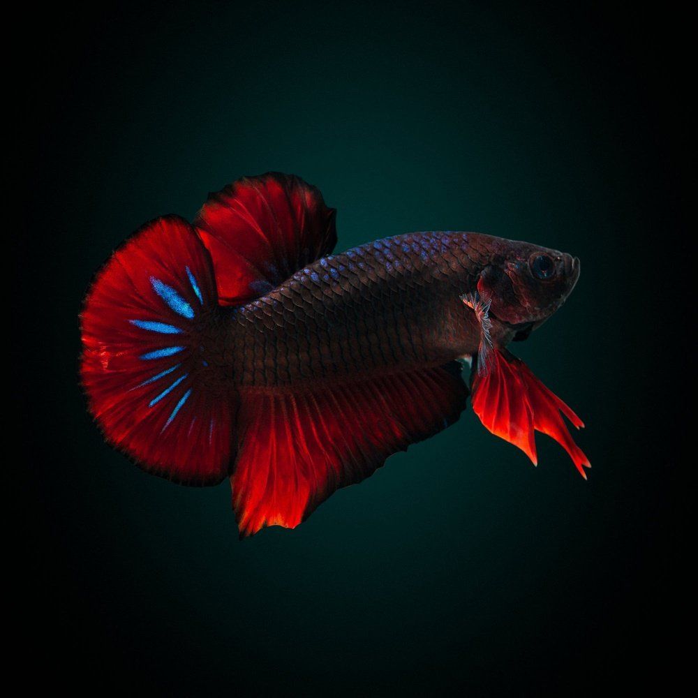 Betta HMPK Multicolor