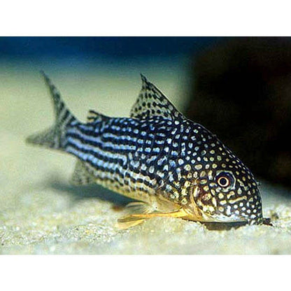 Peste sanitar, Corydoras sterbai 2,5-3 cm