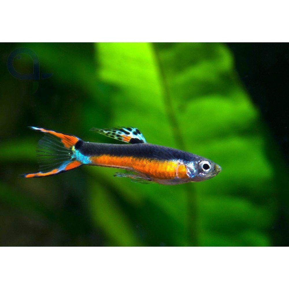 Peste vivipar, Poecilia endler santa maria (Guppy endler) M, 2 - 3 cm