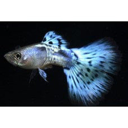 Peste vivipar, Poecilia reticulata (Guppy blue cobra) M