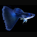 Peste vivipar, Poecilia reticulata mascul  (blue moscow)