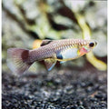 Peste vivipar, Poecilia reticulata mascul  (blue moscow)