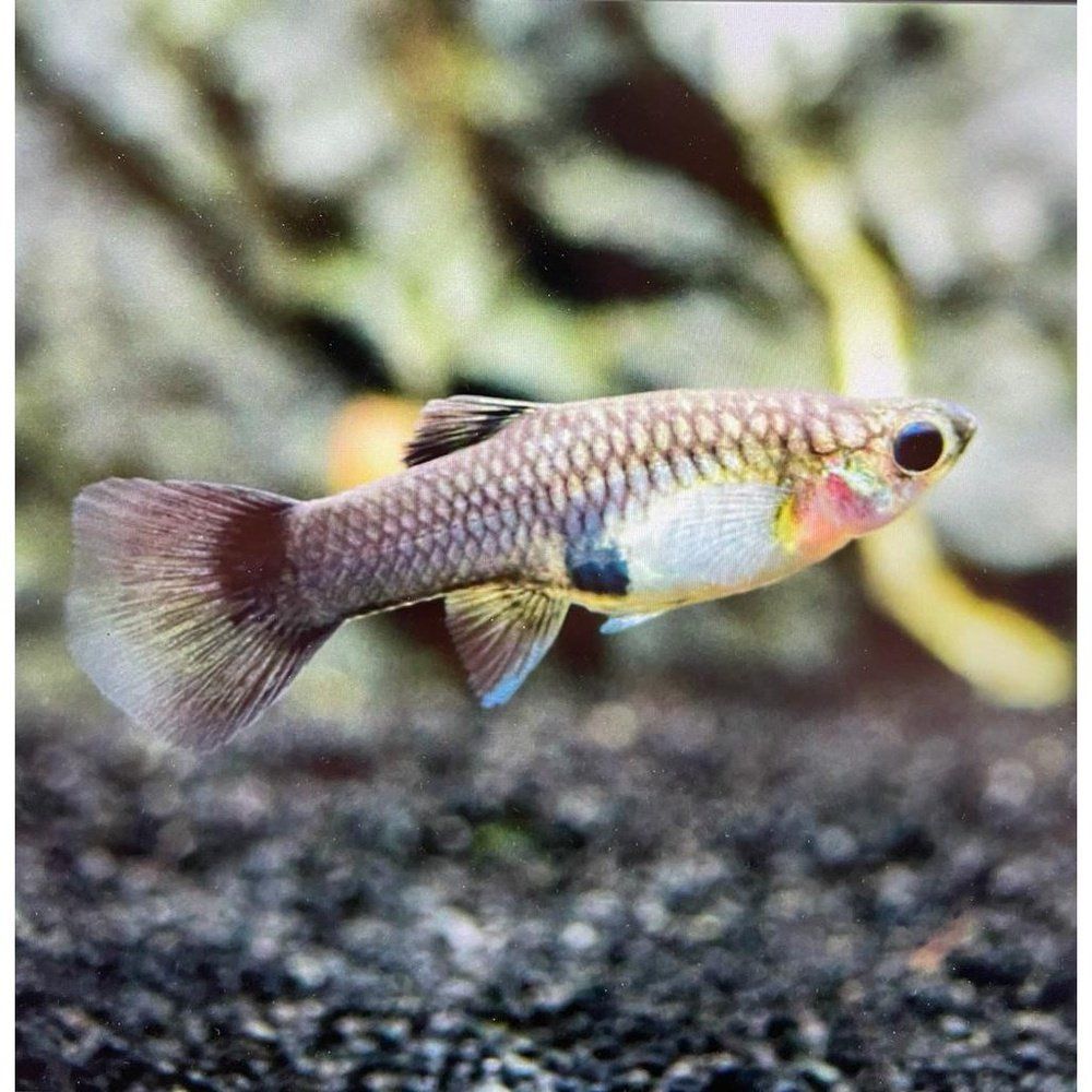 Peste vivipar, Poecilia reticulata mascul  (blue moscow)