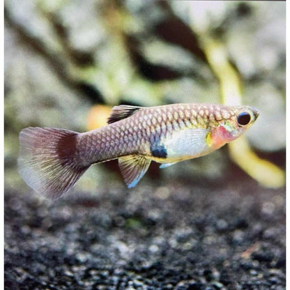 Peste vivipar, Poecilia reticulata mascul  (blue moscow)