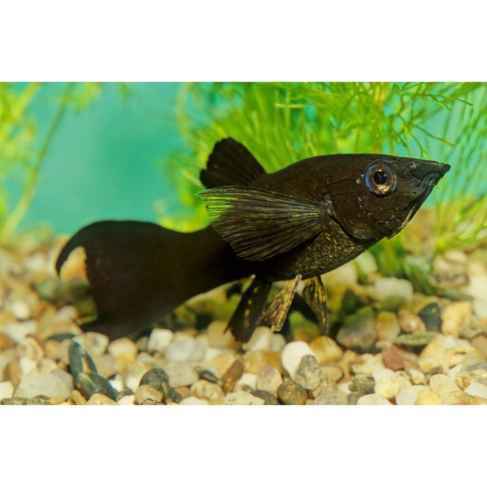 Peste vivipar, Poecilia sphenops black molly, 3,5-5 cm