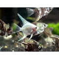 Pterophyllum mix ( scalar mix) 4 cm