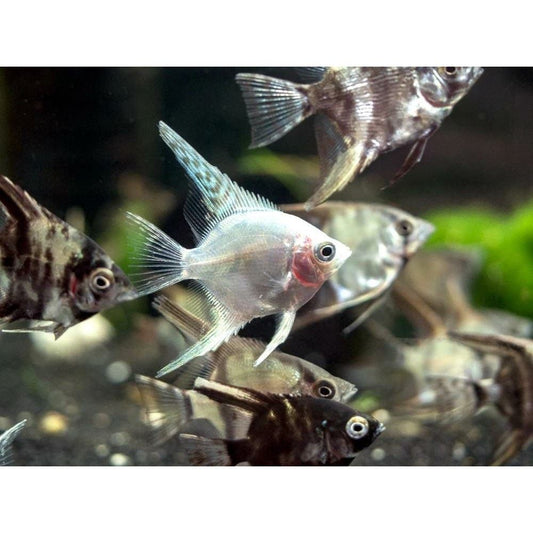 Pterophyllum mix ( scalar mix) 4 cm