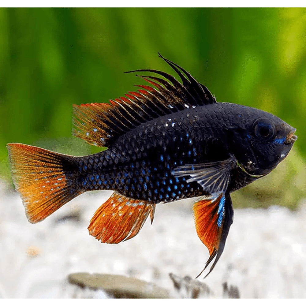Mikrogeophagus ramirezi black german ram, 2,5 - 3 cm