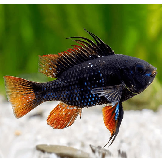Mikrogeophagus ramirezi black german ram, 2,5 - 3 cm