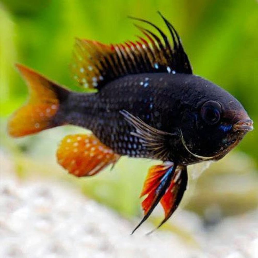 Mikrogeophagus ramirezi black german ram, 2,5 - 3 cm