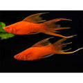 Peste vivipar, Xiphophorus helleri (swordtail voalat) 4-5 cm