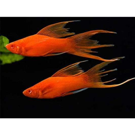 Peste vivipar, Xiphophorus helleri (swordtail voalat)