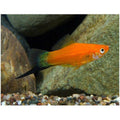 Peste vivipar, Xiphophorus helleri red wagteil (swordtail red wagtail) 4-5 cm