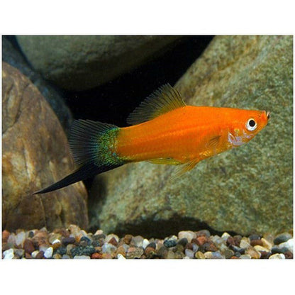 Peste vivipar, Xiphophorus helleri red wagteil (swordtail red wagtail) 4-5 cm