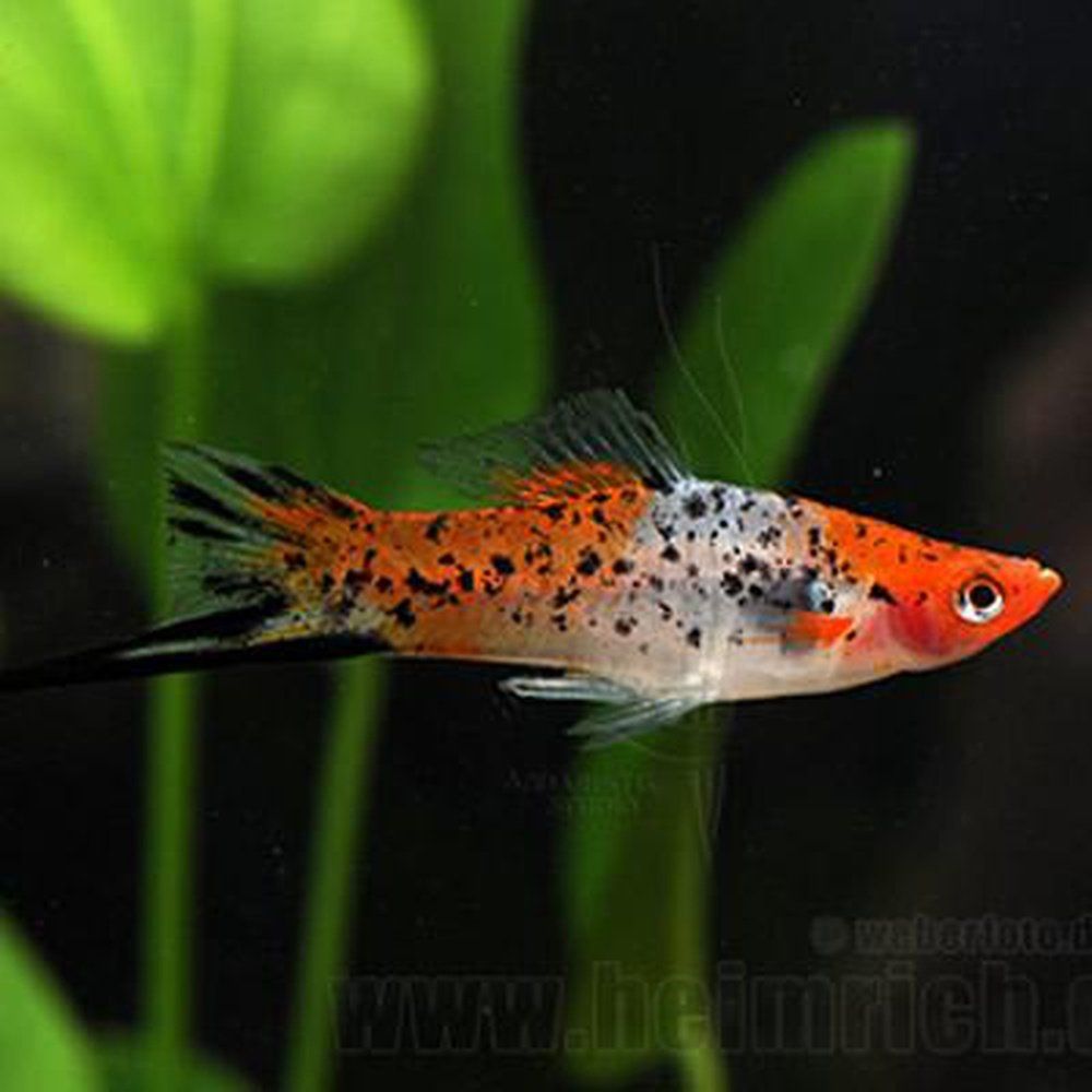 Peste vivipar, Xiphophorus helleri red wagteil (swordtail red wagtail) 4-5 cm
