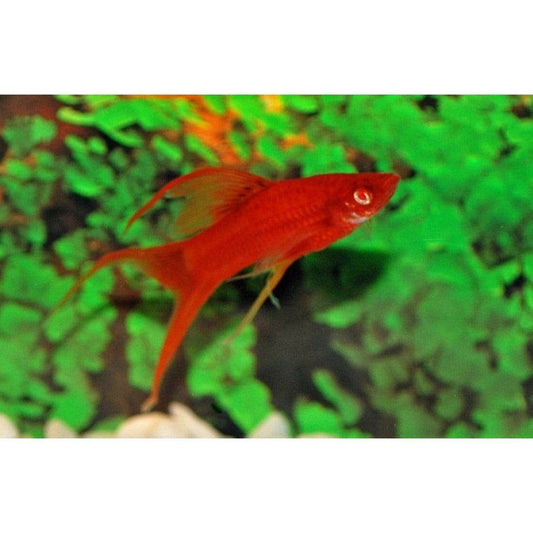Peste vivipar, Xiphophorus helleri Wien 4-5 cm