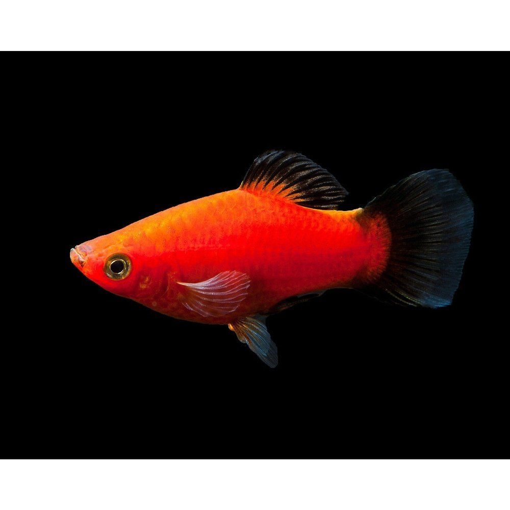 Peste vivipar, Xiphophorus var platy wag tail M