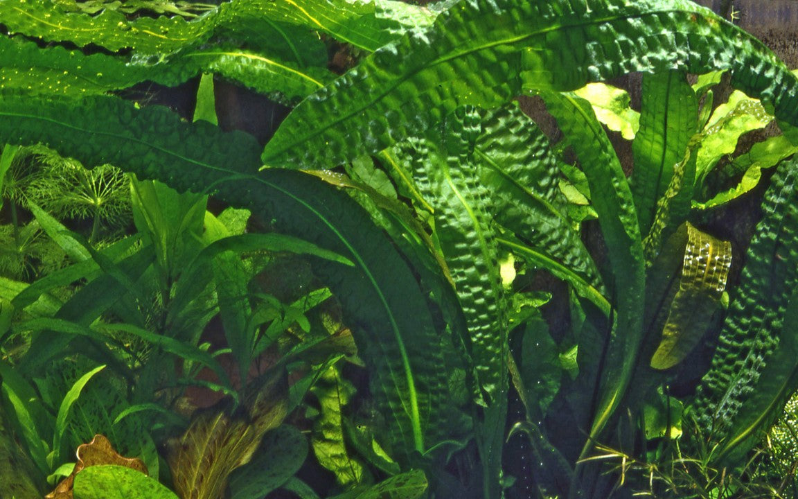 Plantă naturală de acvariu, Tropica, Aponogeton boivinianus, bulb
