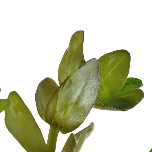Plantă naturală de acvariu, Tropica, Bacopa caroliniana