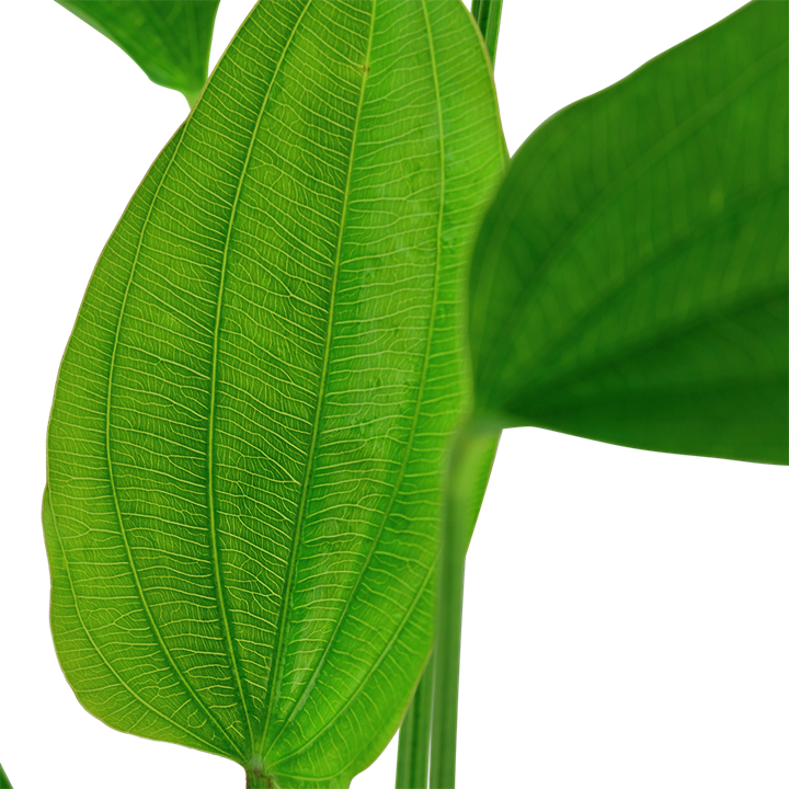 Planta naturala de acvariu, Tropica, Echinodorus palifolius