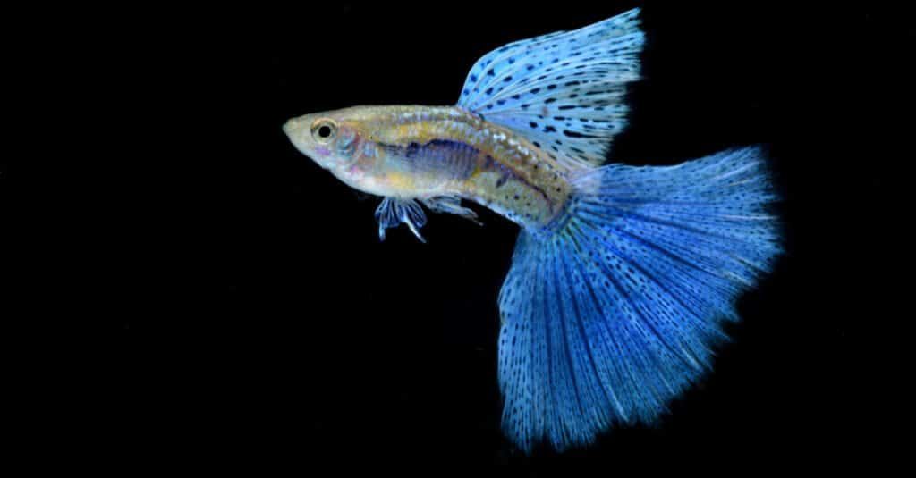 Peste vivipar, Poecilia reticulata Blue Glass 3cm