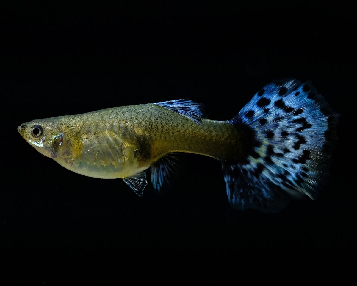 Peste vivipar, Poecilia reticulata Blue Glass 3cm