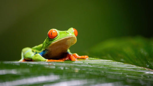 Agalychnis callidryas (Broasca de copac cu ochi roșii)