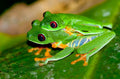 Agalychnis callidryas (Broasca de copac cu ochi roșii)